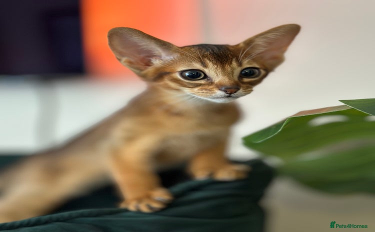 Abyssinian cats - Advert 3