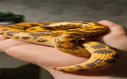 Snake reptiles for sale: Kenyan Sand Boa - Image 2