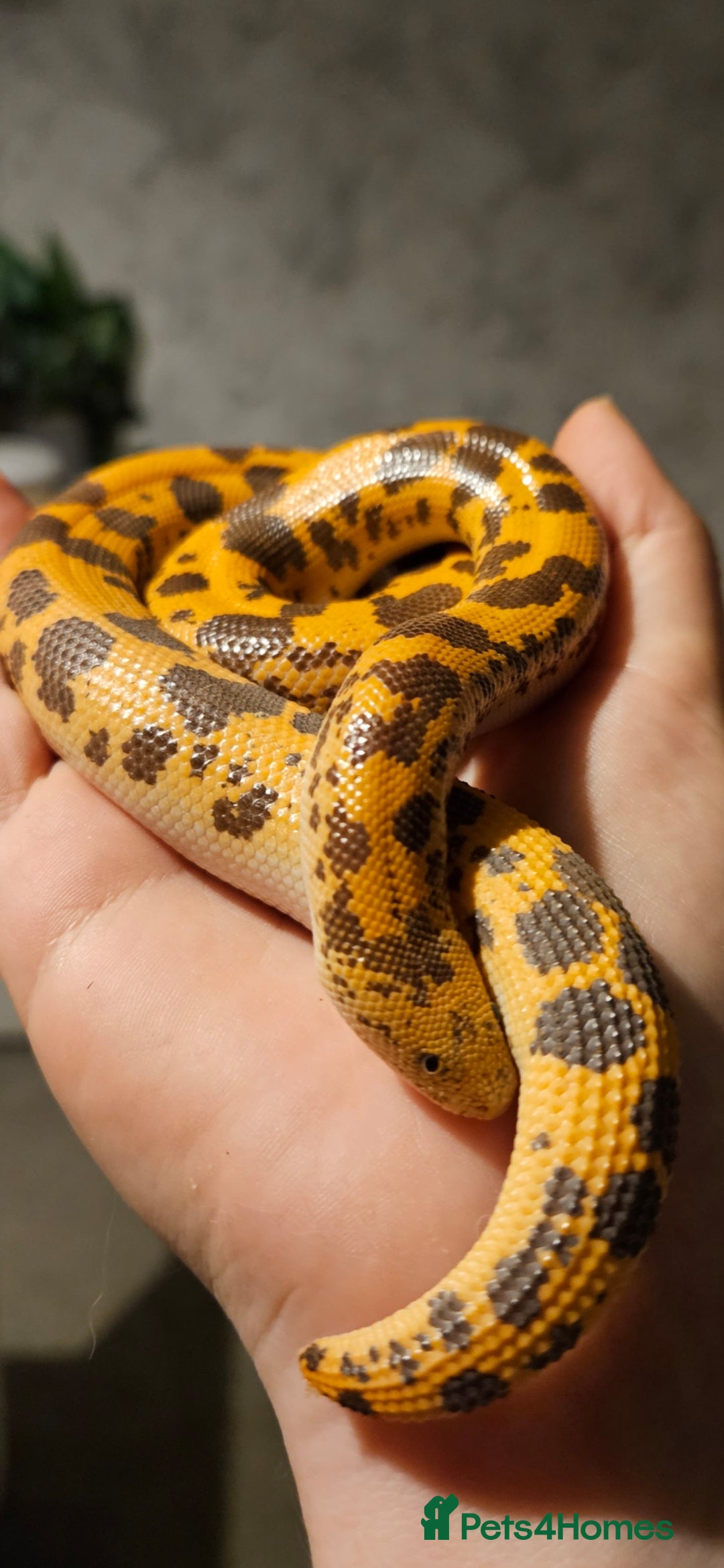 Snake reptiles for sale: Kenyan Sand Boa - Image 2