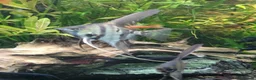Angelfish fish for sale: Rare high wide fin stripes Angels - Advert 5