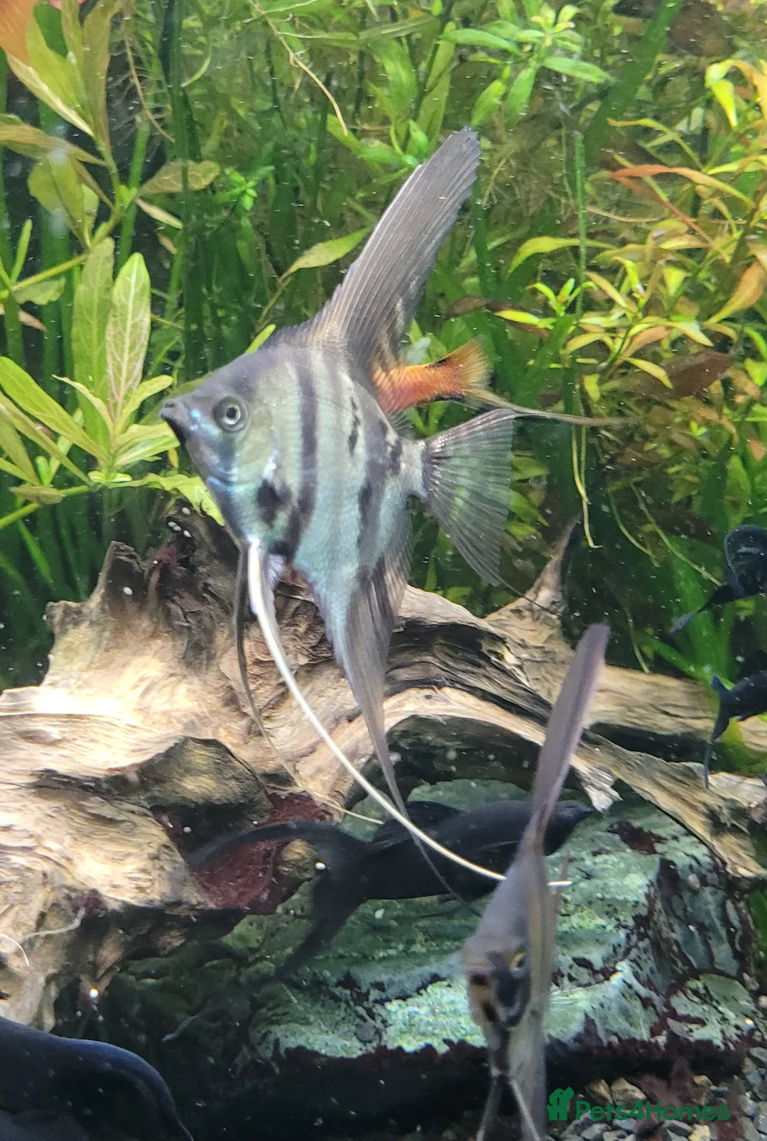 Angelfish fish for sale: Rare high wide fin stripes Angels - Advert 5