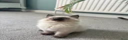 Ragdoll cats for sale: Chunky TICA registered seal kittens - Advert 3