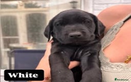 Labrador Retriever dogs for sale: Labrador Puppies for sale in London -KC registered - Image 19
