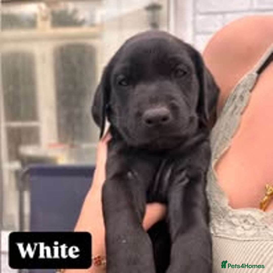 Labrador Retriever dogs for sale: Labrador Puppies for sale in London -KC registered - Image 19