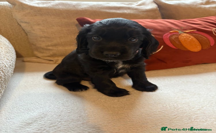 Cocker Spaniel dogs - Advert 12