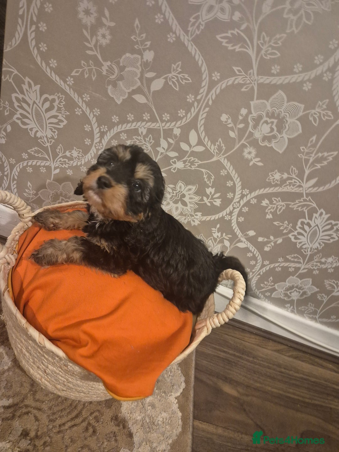 Cavapoo dogs for sale: Pedigree cavapoos  - Advert 2