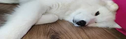 Samoyed dogs for sale: Samoyed puppy for rehoming - Advert 2