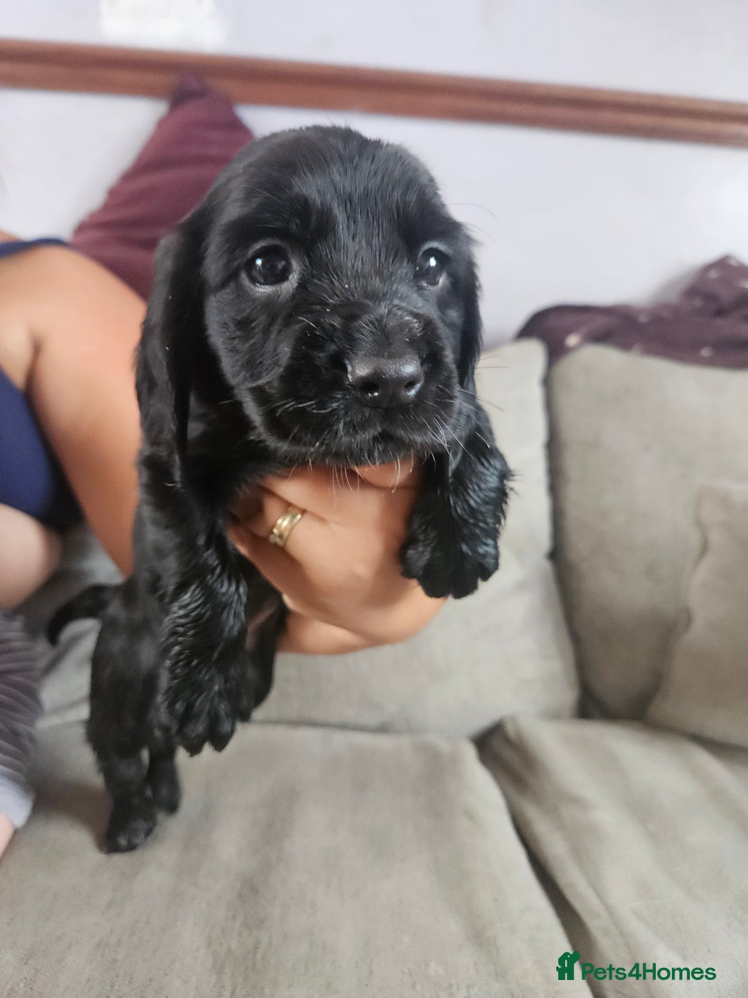 Cocker Spaniel dogs for sale: Beautiful cocker spaniel pups - Image 17