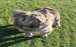 French Bulldog dogs for sale: Fabulous male fluffy frenchie 1.5 years old - Image 9