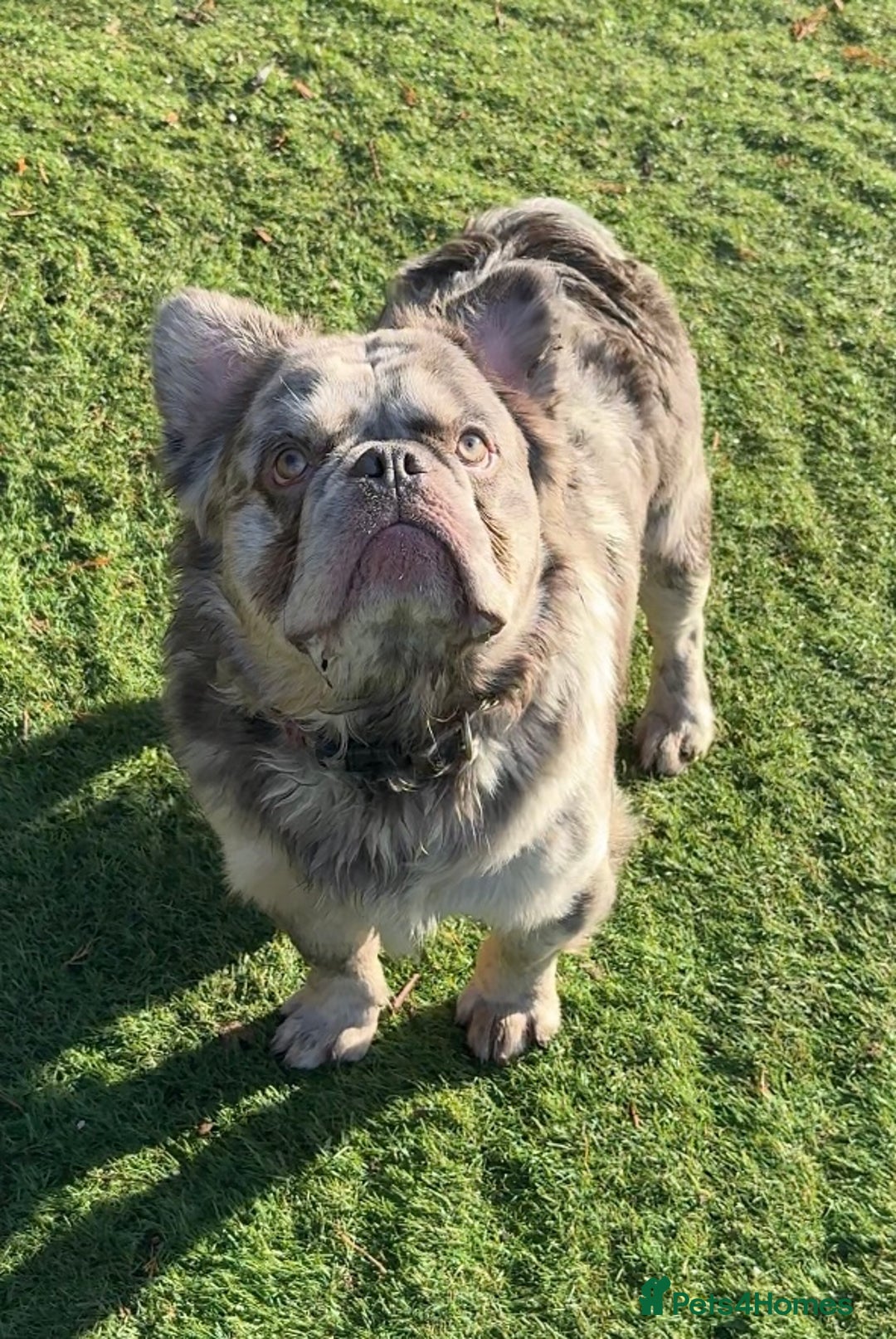 French Bulldog dogs for sale: Fabulous male fluffy frenchie 1.5 years old - Image 9