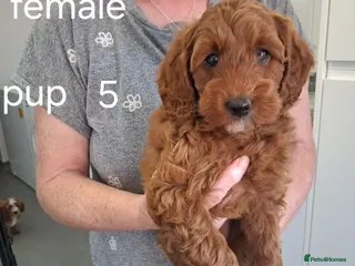 Labradoodle dogs F1B Miniature Labradoodle pups - Advert 5