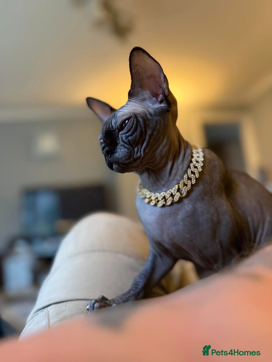 Sphynx cats for sale: EmaidacanadianSphinx - Advert 3