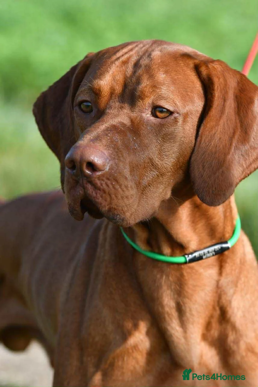 Hungarian Vizsla dogs for sale: Dual purpose Hungarian Vizsla Puppies - Advert 5