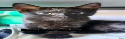 Domestic Shorthair cats for sale: 6 adorable kittens for sale - ready now  - Advert 9
