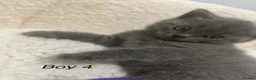 British Shorthair cats for sale: Beautiful British Shorthair kittens available 🐾 in Poole - Advert 3