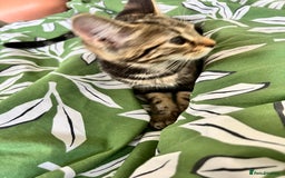 Maine Coon cats for sale: Female Tabby Kitten Ready for Rehoming  - Image 5