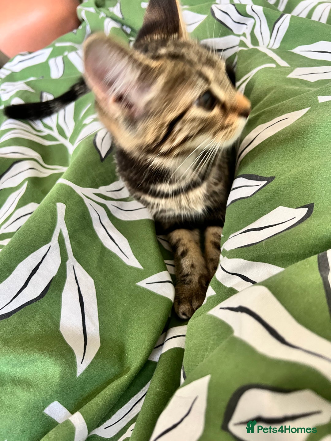 Maine Coon cats for sale: Female Tabby Kitten Ready for Rehoming  - Image 5