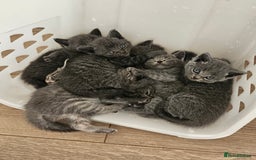 British Shorthair cats for sale: 🐾 Adorable Kittens Looking for Forever Homes 🐾 - Image 11