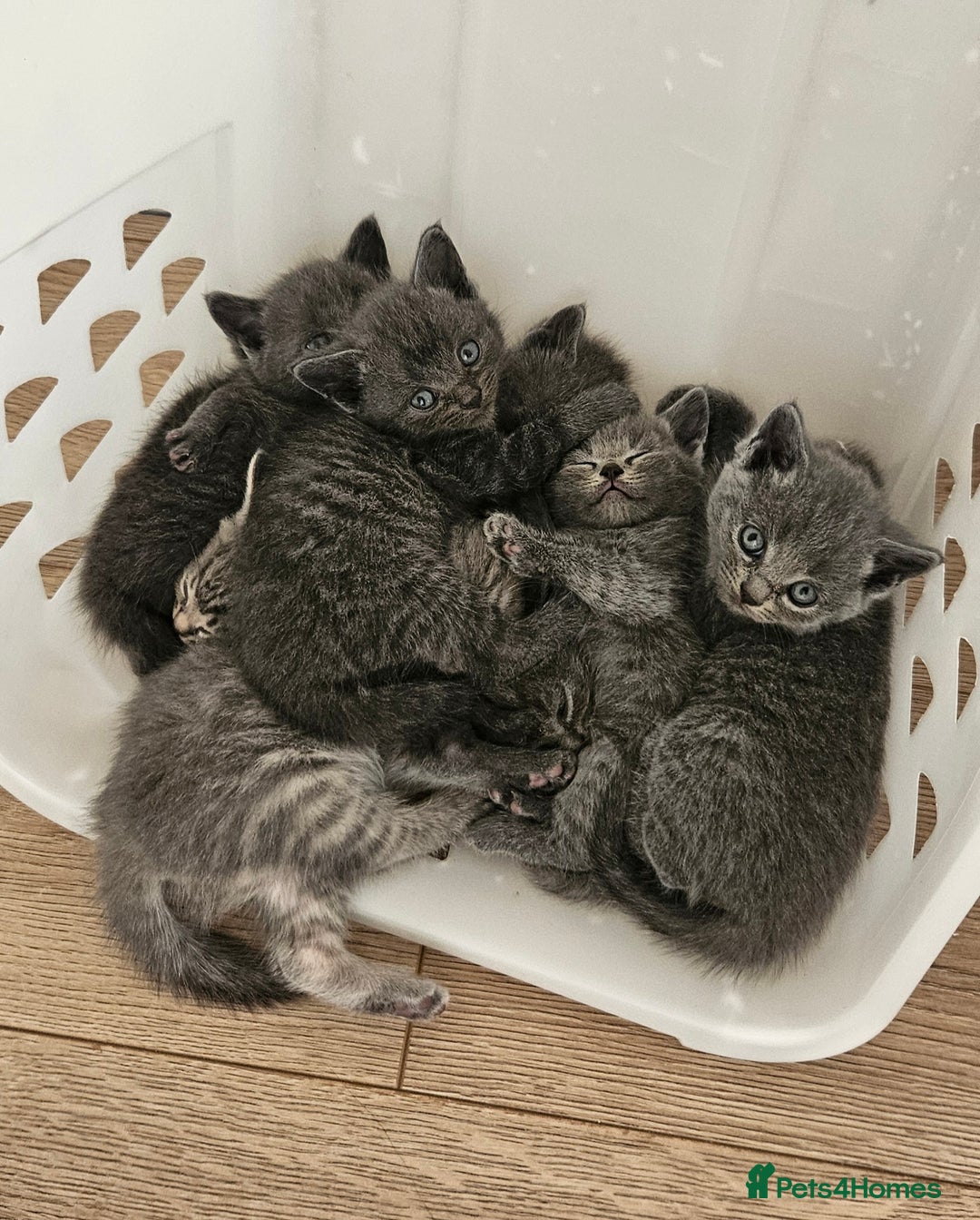 British Shorthair cats for sale: 🐾 Adorable Kittens Looking for Forever Homes 🐾 - Image 11