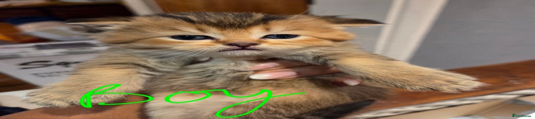 Scottish Fold Kitten 1