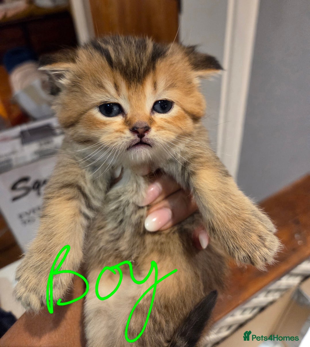 Scottish Fold cats for sale: Scottish Fold Kittens - Image 22