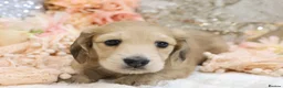 Miniature Dachshund dogs for sale: Shaded Cream Male - Advert 5