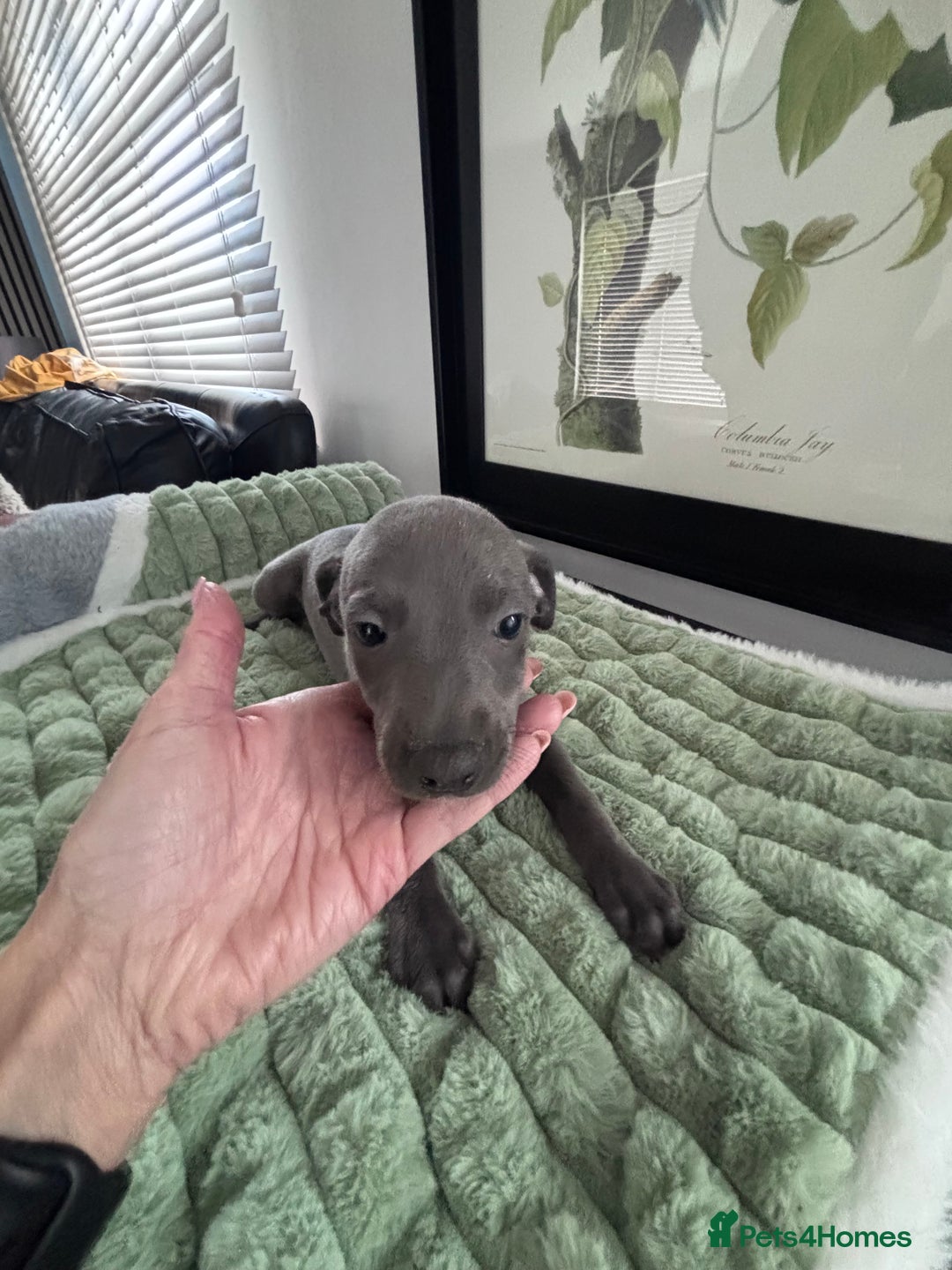 Whippet dogs for sale: Blue whippets  - Image 11