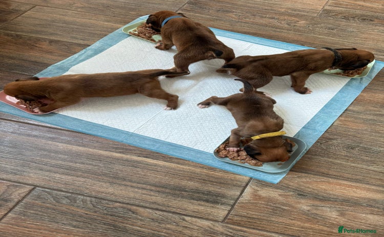 Boxer dogs - Advert 8