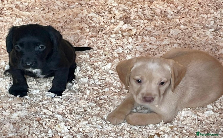 Cockerdor dogs - Advert 9