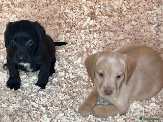 Cockerdor dogs - Advert 6