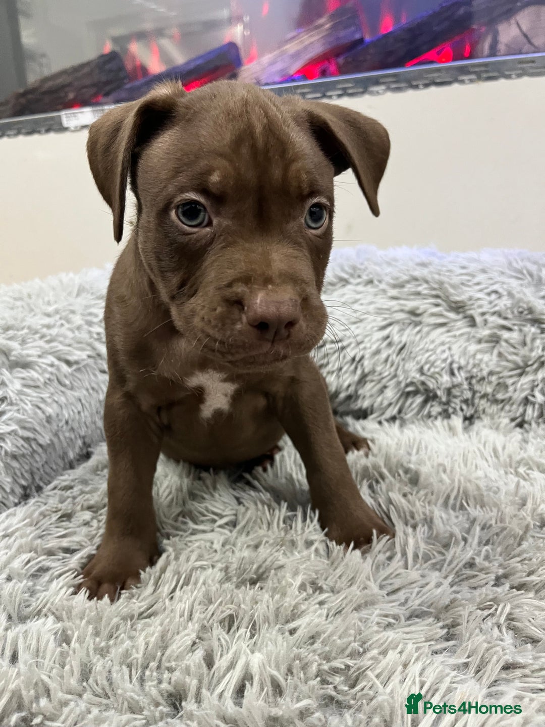 American Bull Staffy dogs for sale: Staffy Bull Puppies - Advert 33