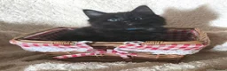 Mixed Breed cats for sale: Fantastic Four - Advert 17