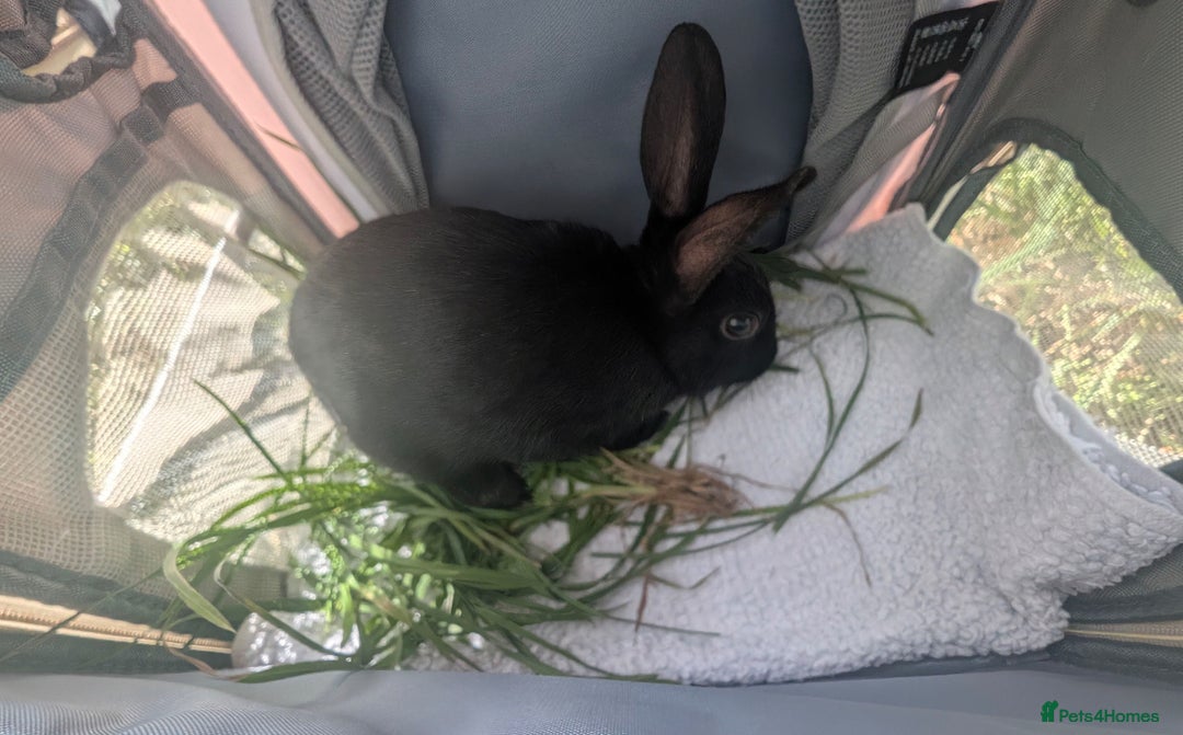 Netherland Dwarf rabbits for sale: rabbit - Advert 4