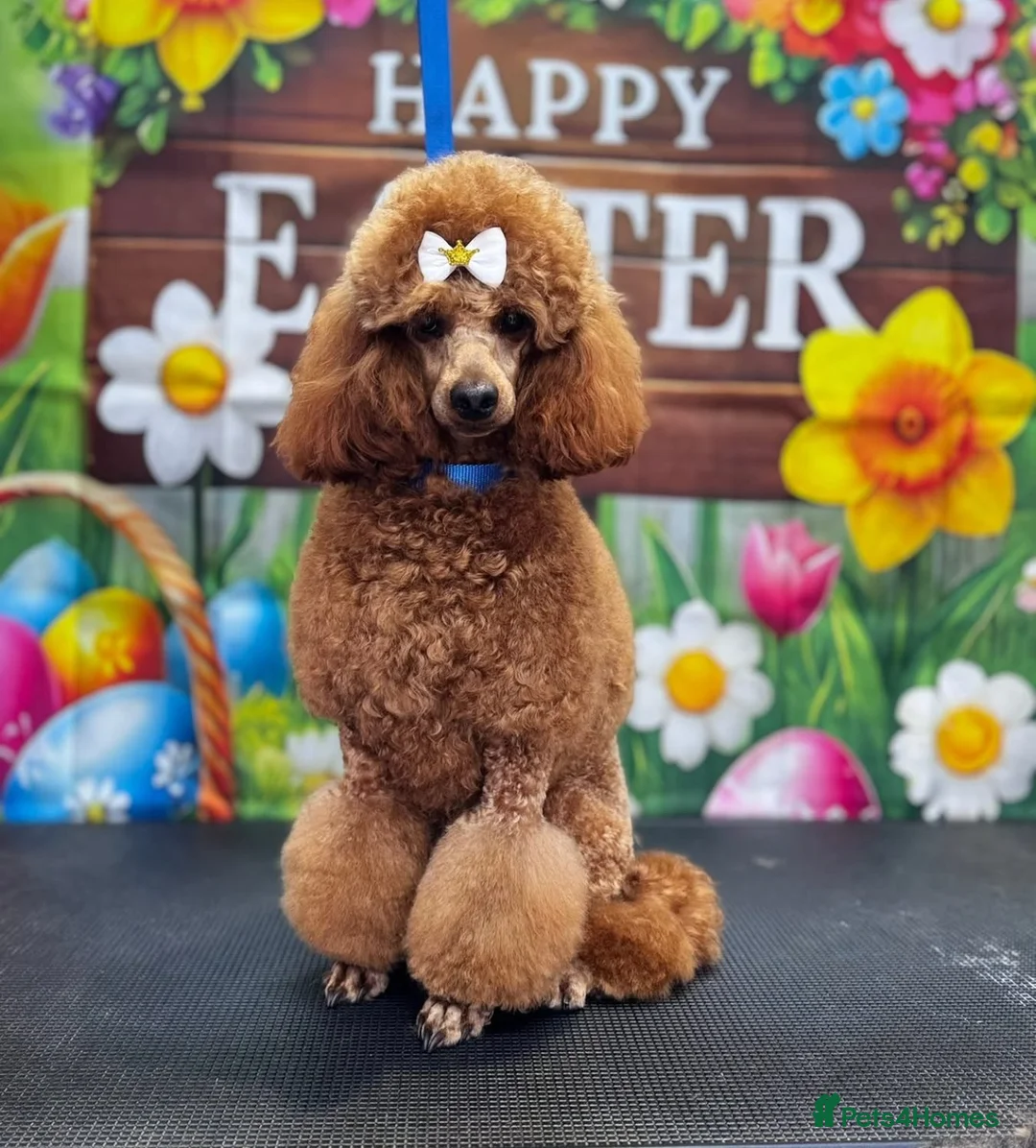 Cavapoo dogs for sale:  ** /TOY MULTI GEN CAVAPOO BOY - Advert 13