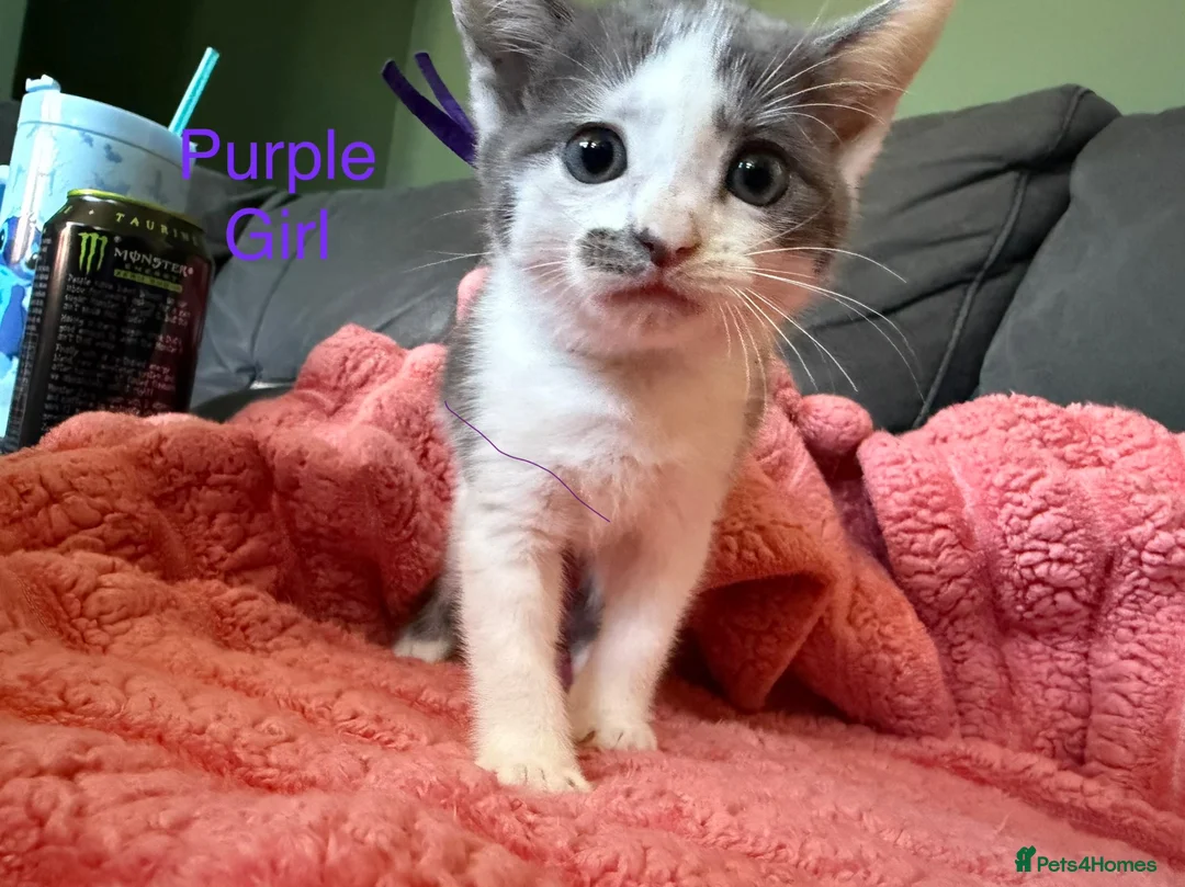 Mixed Breed cats for sale: 🐾 Last 2 Kittens Looking for Loving Homes! 🐾 - Advert 22