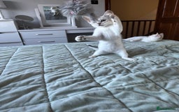 Abyssinian cats for sale: Pedigree Silver Abyssinian kittens - Image 14