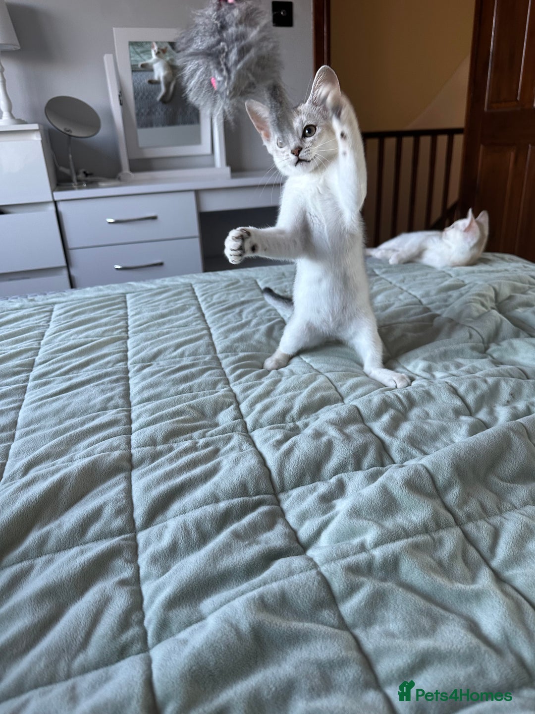 Abyssinian cats for sale: Pedigree Silver Abyssinian kittens - Image 14