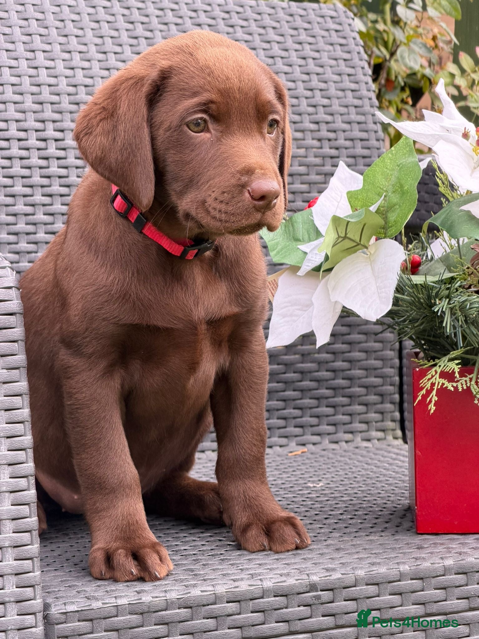 Labrador Retriever dogs KC CHOCOLATE PEDIGREE LABRADOR GIRL - Advert 6