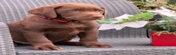 Labrador Retriever dogs for sale: KC CHOCOLATE PEDIGREE LABRADOR GIRL - Advert 1