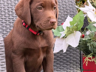 Labrador Retriever dogs KC CHOCOLATE PEDIGREE LABRADOR GIRL - Advert 2