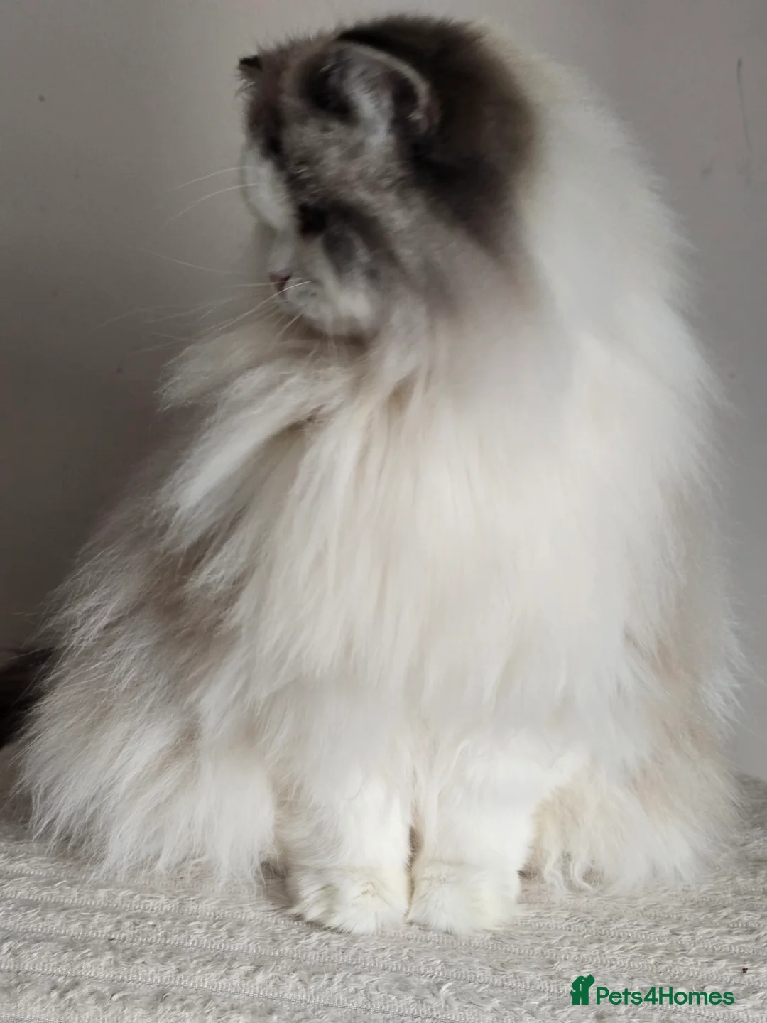Ragdoll cats for sale: Beautiful Adult Ragdoll Girl  - Advert 3