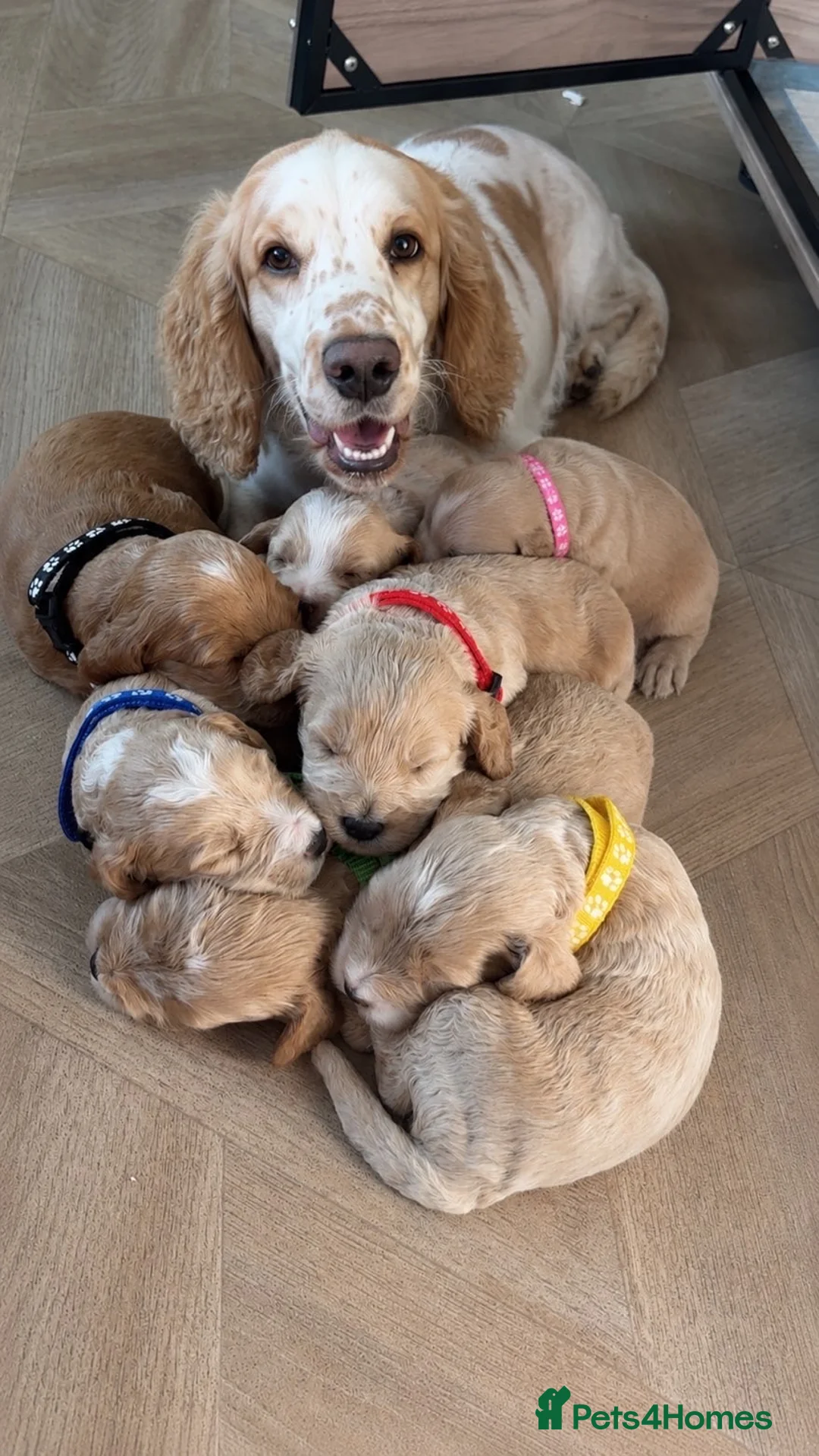 Cockapoo dogs for sale: Champagne Toy Cockapoos  - Advert 1