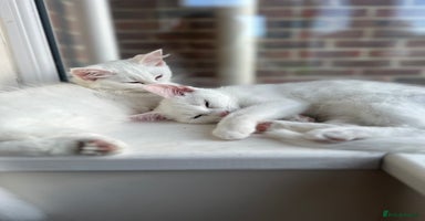 Turkish Angora cats - Advert 8