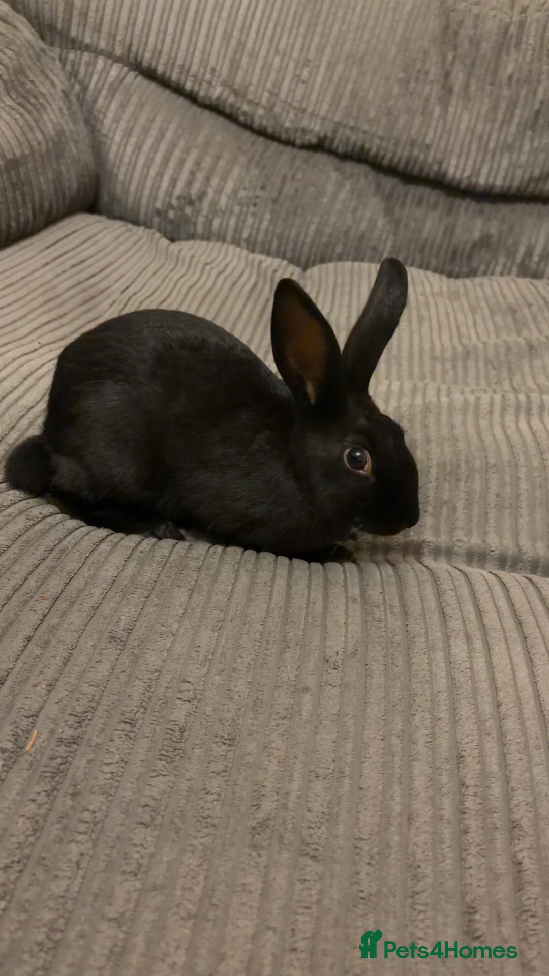 English rabbits for sale: 2 Male rescued rabbits  - Advert 5