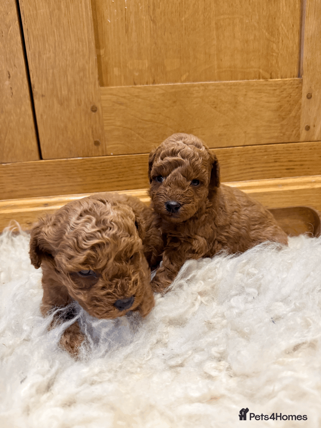 Miniature Poodle dogs for sale: Pedigree KC Registered Miniature Poodle Pups  - Advert 6