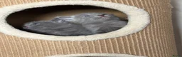Mixed Breed cats for sale: Russian blue x British shorthairs  - Advert 8