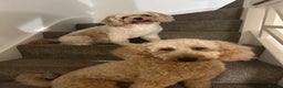 Cavapoo dogs for sale: Cavapoo puppies for sale - Advert 8