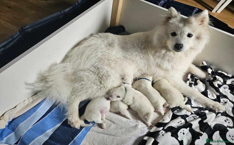 Samoyed dogs - Advert 1