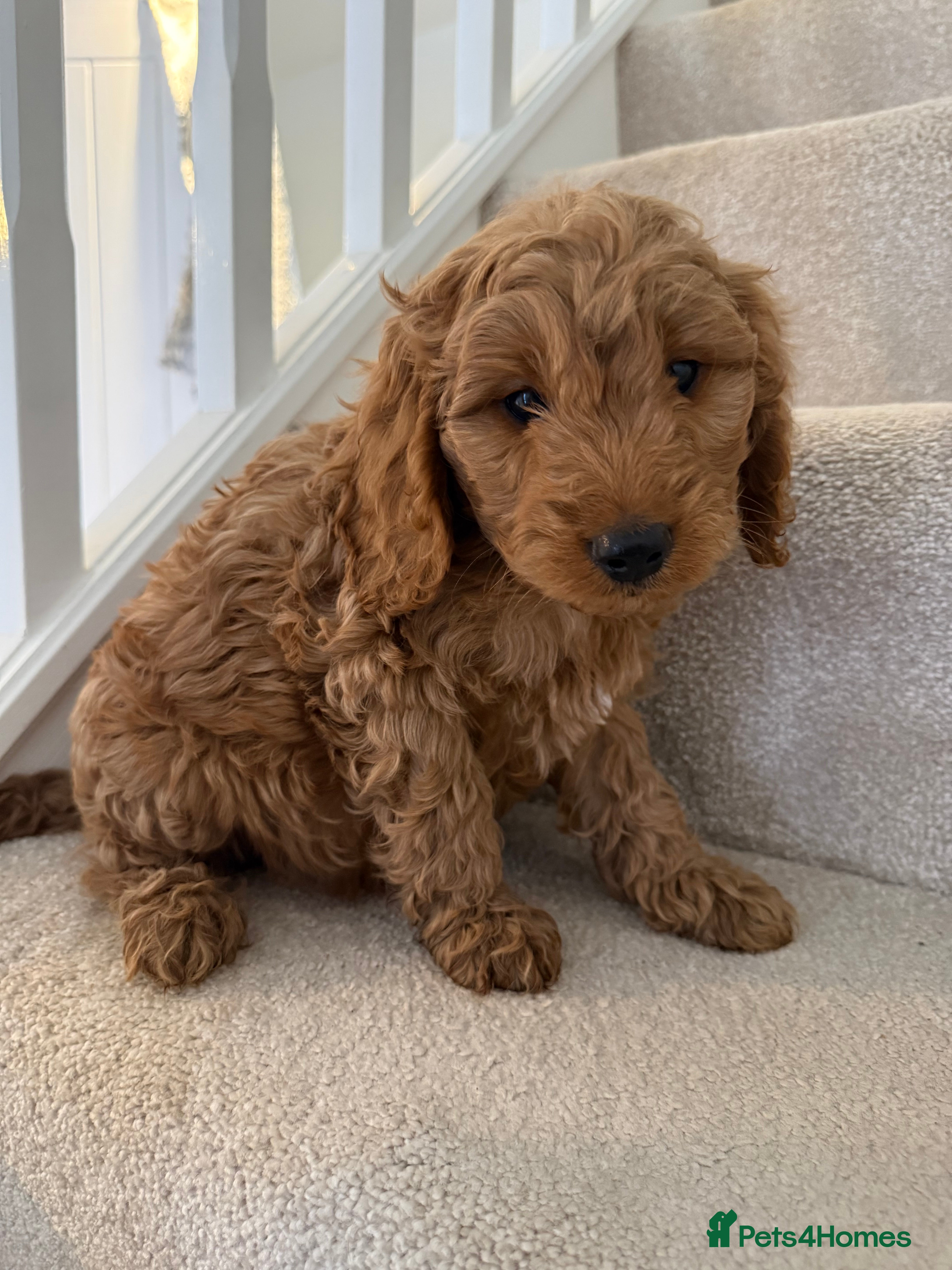 Cockapoo dogs READY TO GO! LAST 2 BOYS F1 Cockapoo puppies - Advert 2