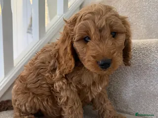 Cockapoo dogs READY TO GO! LAST 2 BOYS F1 Cockapoo puppies - Advert 2